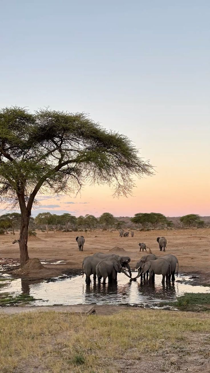 Africa