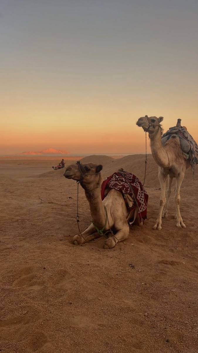 Dubai Family